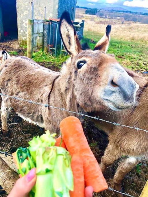 The Cosy Farm Cottage, Donegal Inver Ngoại thất bức ảnh